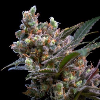 Kritikal Bilbo (Genehtik Seeds) feminiserade cannabisfr&ouml;n