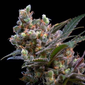 Kritikal Bilbo (Genehtik Seeds) Feminiserade