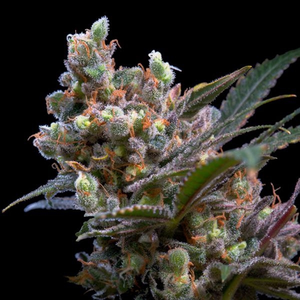 Kritikal Bilbo (Genehtik Seeds) Feminiserade