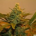 Kritikal Bilbo (Genehtik Seeds) Feminiserade