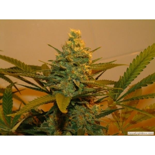 Kritikal Bilbo (Genehtik Seeds) Feminiserade
