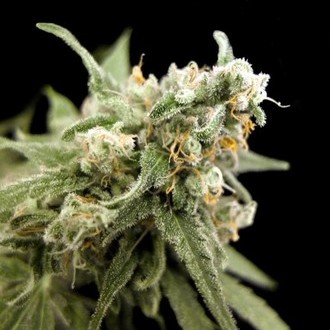 Kritikal Bilbo (Genehtik Seeds) Feminiserade