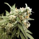 Kritikal Bilbo (Genehtik Seeds) Feminiserade