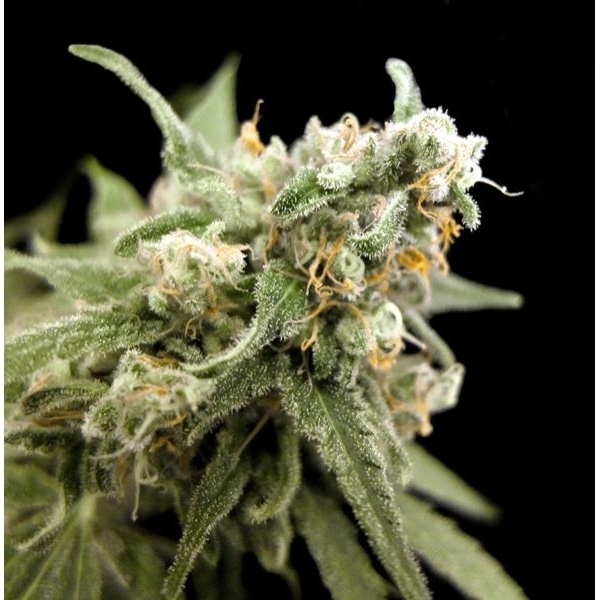 Kritikal Bilbo (Genehtik Seeds) Feminiserade