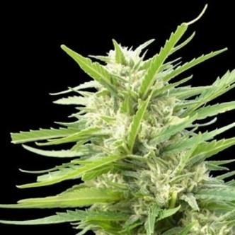 Kritikal Bilbo x AK-47 (Genehtik Seeds) feminiserade cannabisfr&ouml;n