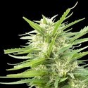 Kritikal Bilbo x AK-47 (Genehtik Seeds) Feminiserade