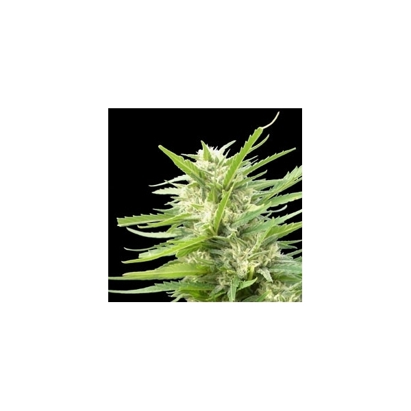 Kritikal Bilbo x AK-47 (Genehtik Seeds) Feminiserade