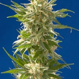 AK (Spliff Seeds) Feminiserade