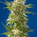 AK (Spliff Seeds) Feminiserade