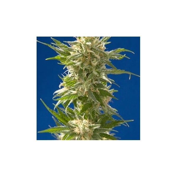 AK (Spliff Seeds) Feminiserade