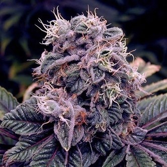 Blueberry (Spliff Seeds) feminiserade cannabisfr&ouml;n