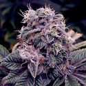 Blue Berry (Spliff Seeds) Feminiserade