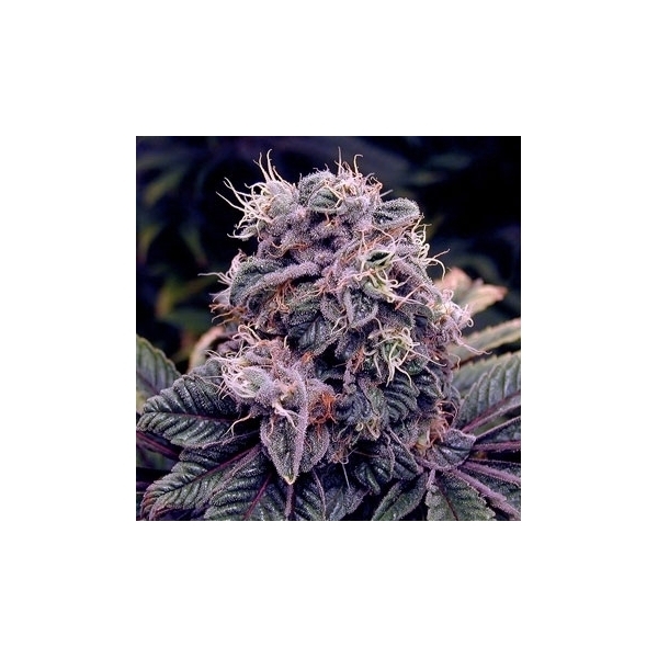 Blue Berry (Spliff Seeds) Feminiserade