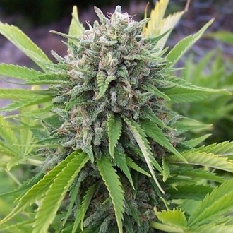 Bubblegun (Spliff Seeds) Feminiserade