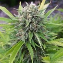 Bubblegun (Spliff Seeds) Feminiserade