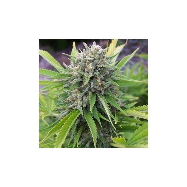 Bubblegun (Spliff Seeds) Feminiserade