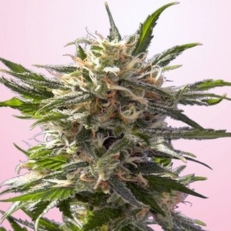 Chrystal White (Spliff Seeds) feminiserade cannabisfr&ouml;n