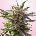 Crystal White (Spliff Seeds) Feminiserade
