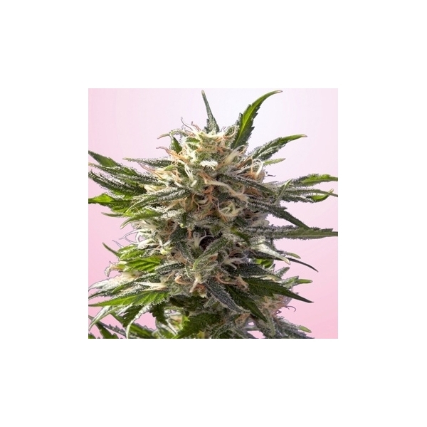Crystal White (Spliff Seeds) Feminiserade
