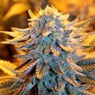Dutch Autoflower (Spliff Seeds) Feminiserade