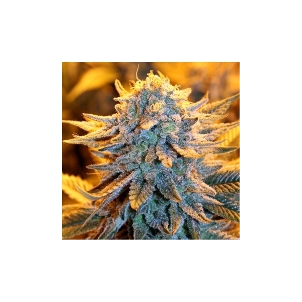 Dutch Autoflower (Spliff Seeds) Feminiserade