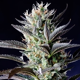 Dutch Blue Automatic (Spliff Seeds) feminiserade cannabisfr&ouml;n