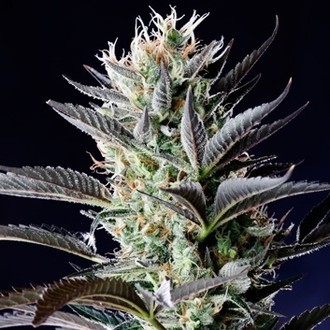 Dutch Blue Autoflower (Spliff Seeds) Feminiserade