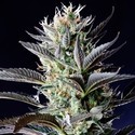 Dutch Blue Autoflower (Spliff Seeds) Feminiserade