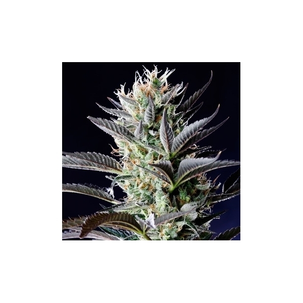 Dutch Blue Autoflower (Spliff Seeds) Feminiserade