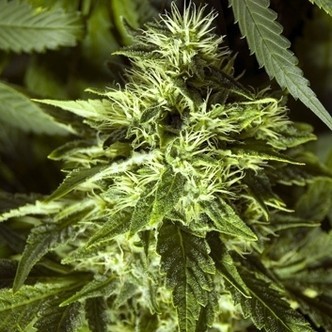 Fast Bud Outdoor (Spliff Seeds) feminiserade