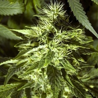 Fast Bud Outdoor (Spliff Seeds) Feminiserade
