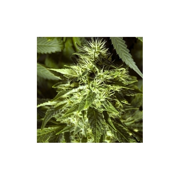 Fast Bud Outdoor (Spliff Seeds) Feminiserade
