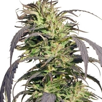 Gold Rush Outdoor (Spliff Seeds) Feminiserade