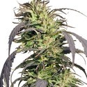 Gold Rush Outdoor (Spliff Seeds) Feminiserade