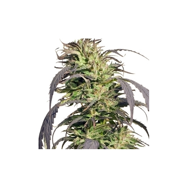 Gold Rush Outdoor (Spliff Seeds) Feminiserade