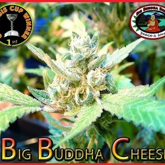 Big Buddha Cheese (Big Buddha Seeds) Feminiserade