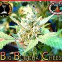 Big Buddha Cheese (Big Buddha Seeds) Feminiserade