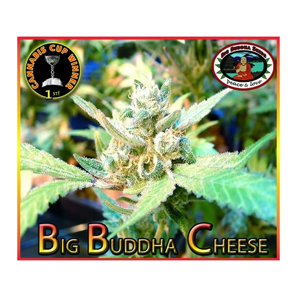 Big Buddha Cheese (Big Buddha Seeds) Feminiserade
