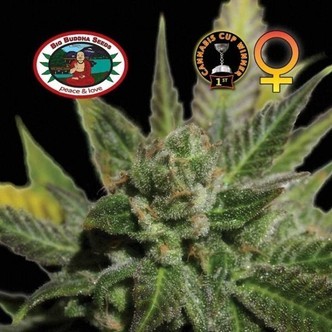 Big Buddha Cheese (Big Buddha Seeds) feminiserade