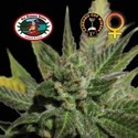 Big Buddha Cheese (Big Buddha Seeds) Feminiserade