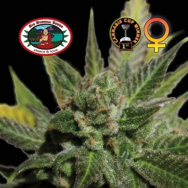 Big Buddha Cheese (Big Buddha Seeds) Feminiserade