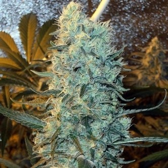 Power Plant (Spliff Seeds) feminiserade