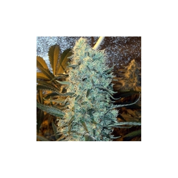 Power Plant (Spliff Seeds) Feminiserade