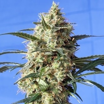 Snow White (Spliff Seeds) feminiserade cannabisfr&ouml;n