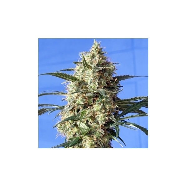 Snow White (Spliff Seeds) Feminiserade