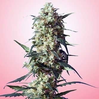 Spliff's Strawberry (Spliff Seeds) feminiserade cannabisfr&ouml;n