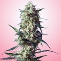 Spliff's Strawberry (Spliff Seeds) Feminiserade