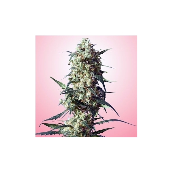 Spliff's Strawberry (Spliff Seeds) Feminiserade