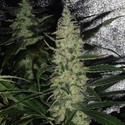 Super Skunk (Spliff Seeds) Feminiserade