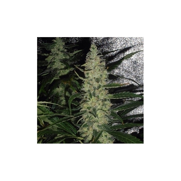 Super Skunk (Spliff Seeds) Feminiserade